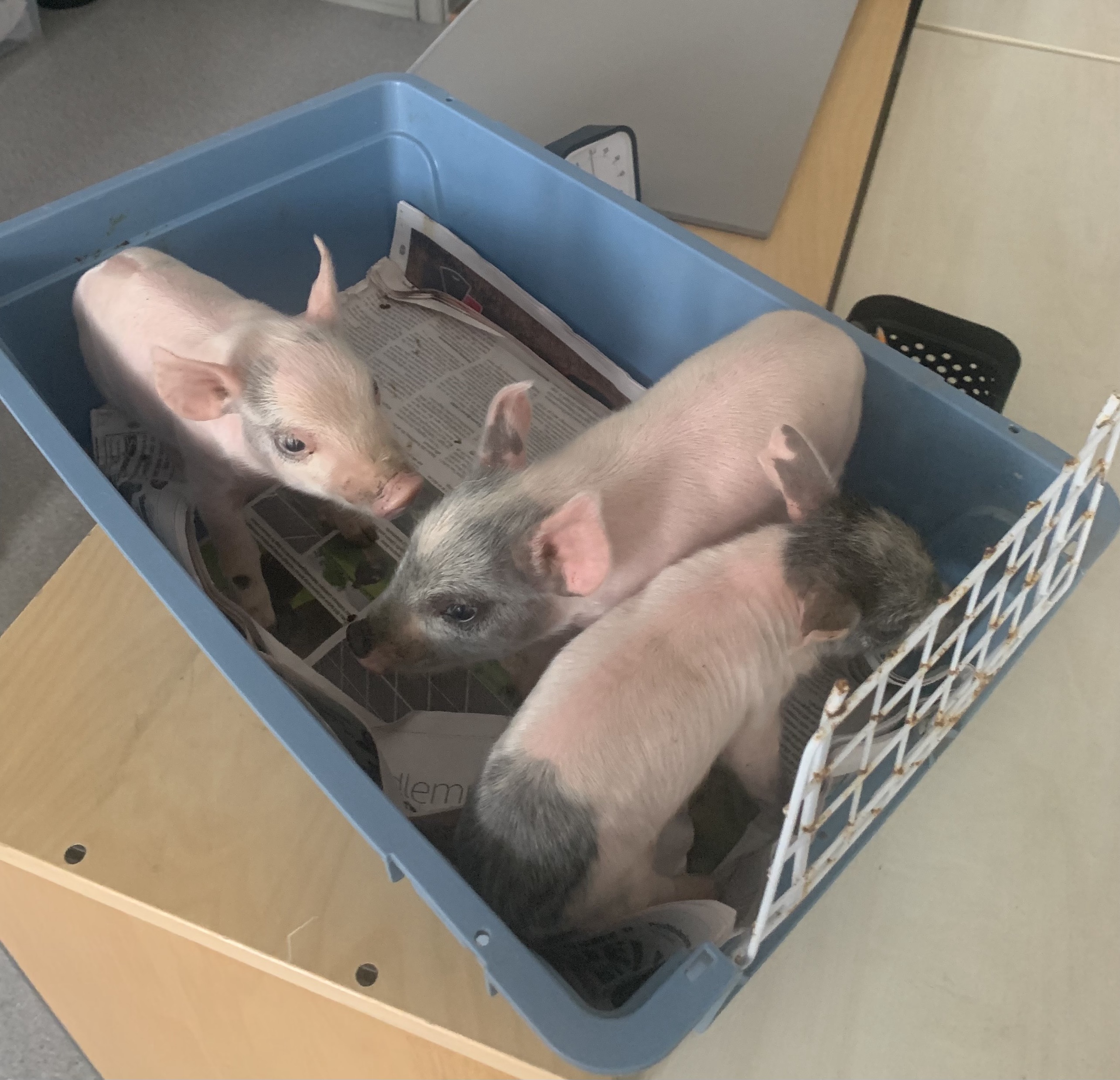 Bonden kom till skolan bild